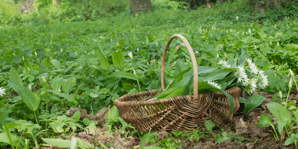 Wild garlic foraging and making pesto blog post