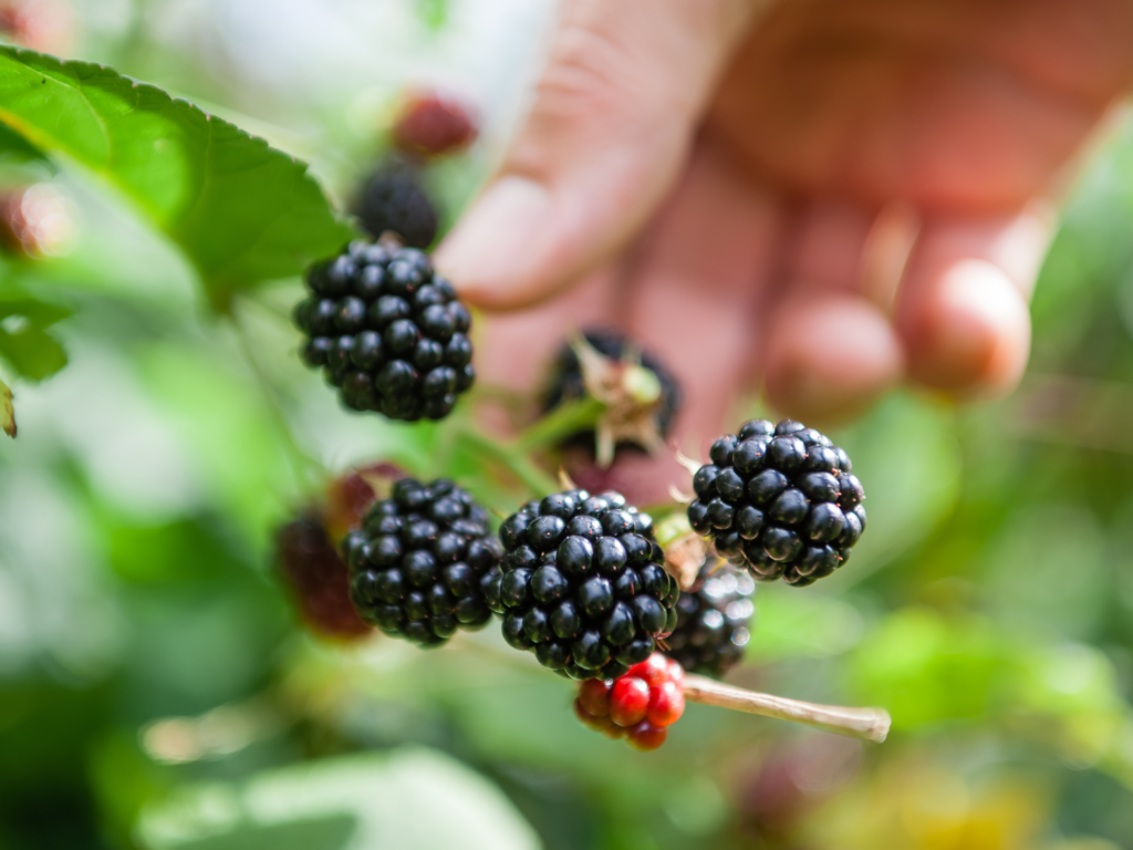 Blackberry foraging